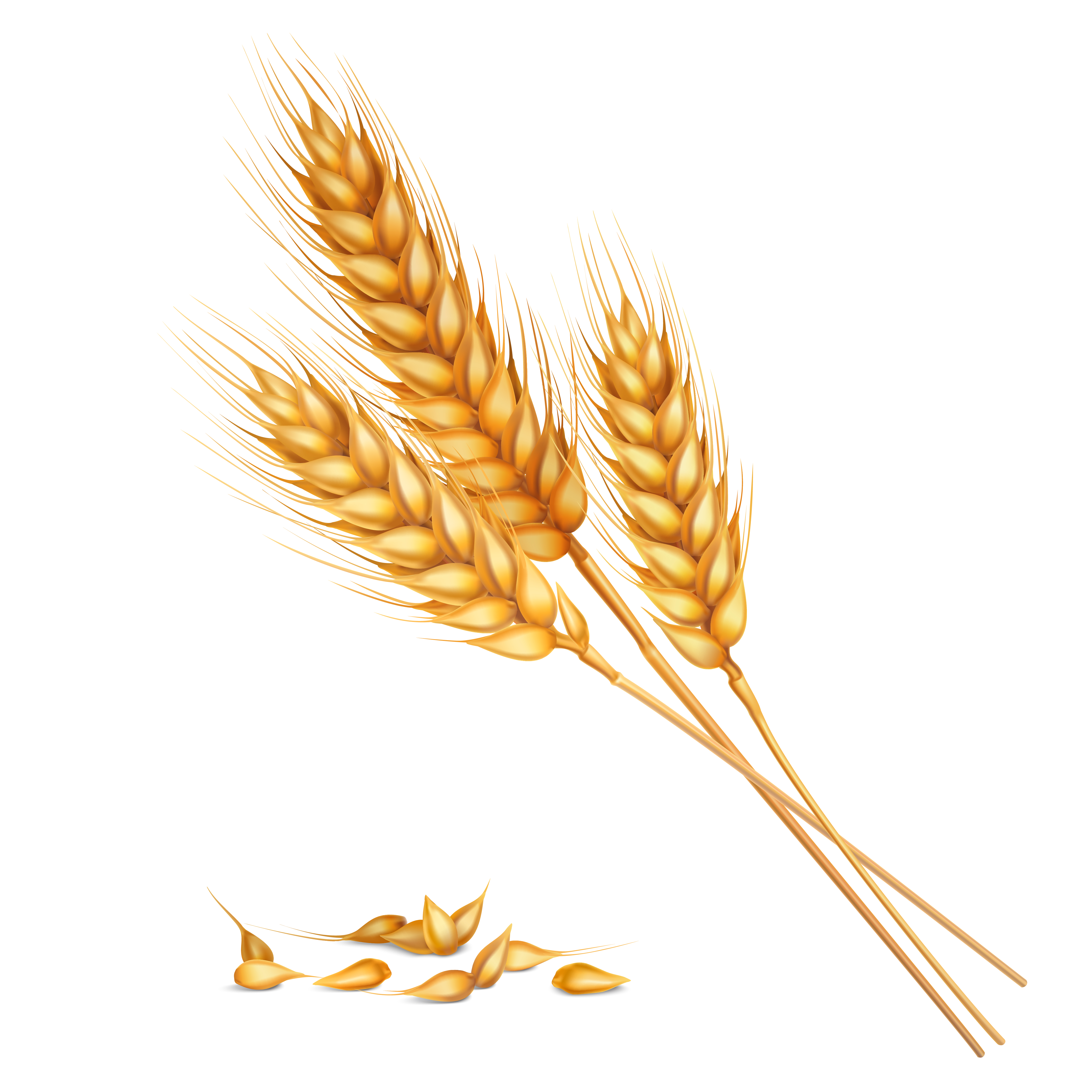 Wheat Flour